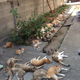 Image for article titled Cats Rule These Japanese Islands